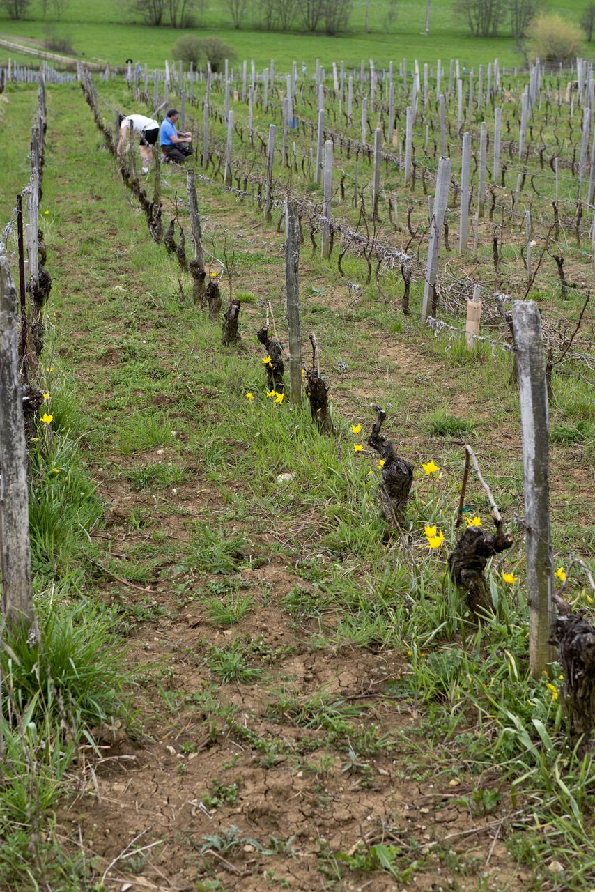 Flore Tulipe de vigne Tul_0313